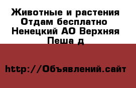 Животные и растения Отдам бесплатно. Ненецкий АО,Верхняя Пеша д.